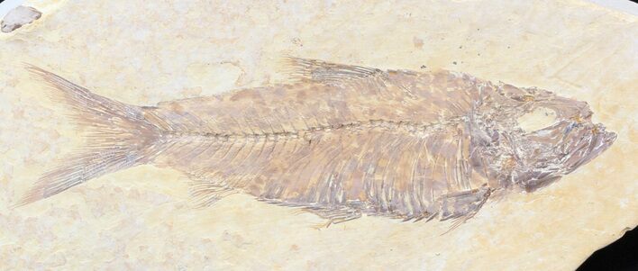 Detailed, Knightia Fossil Fish - Wyoming #42399